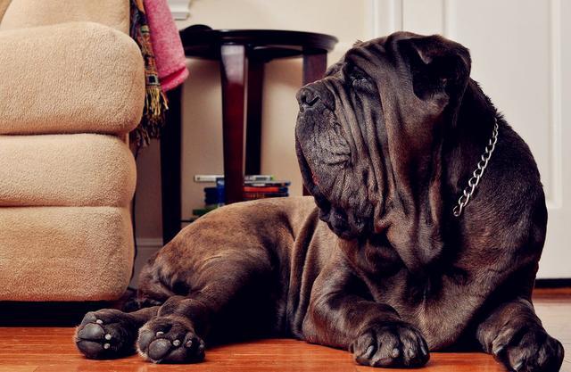 禁犬三巨头之一纽波利顿獒犬