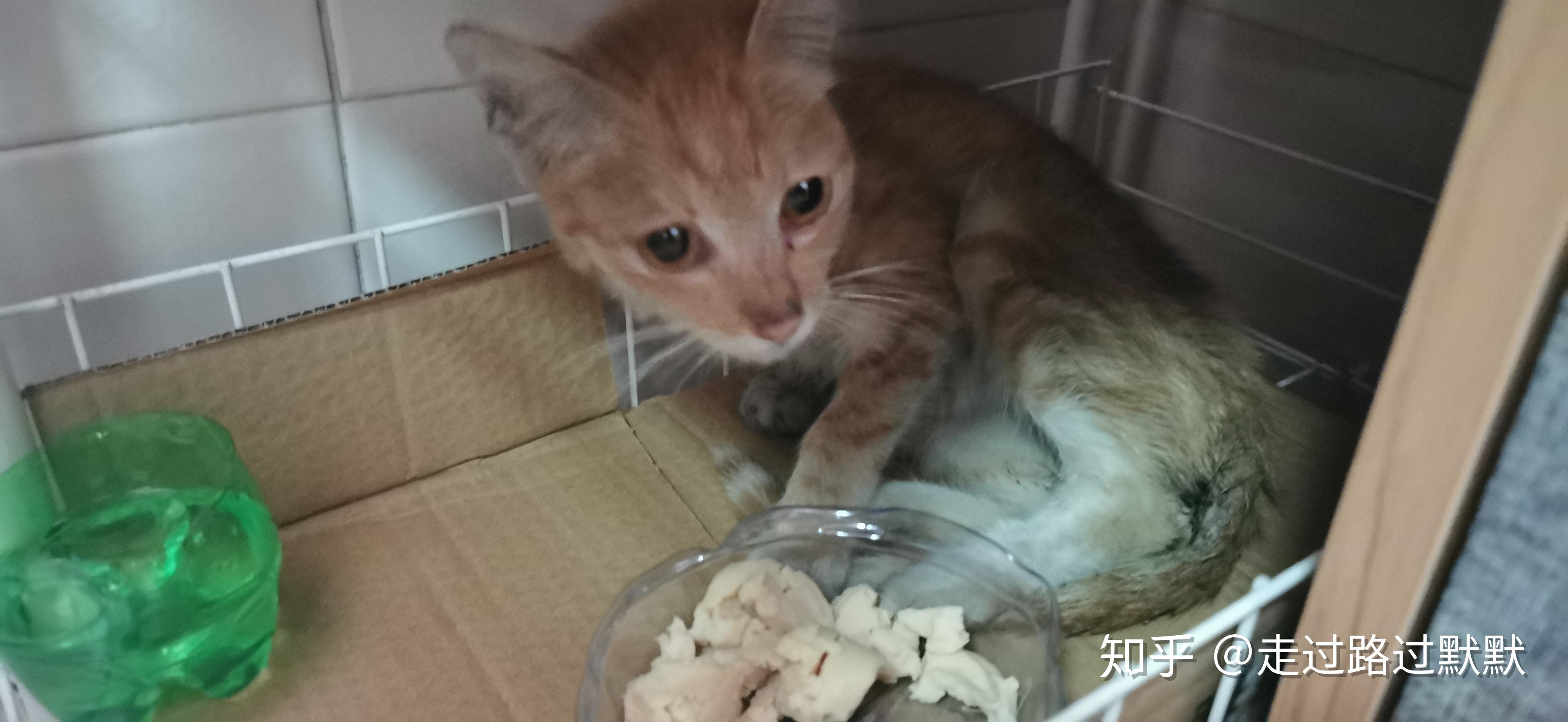 记录一段喵喵的缘分