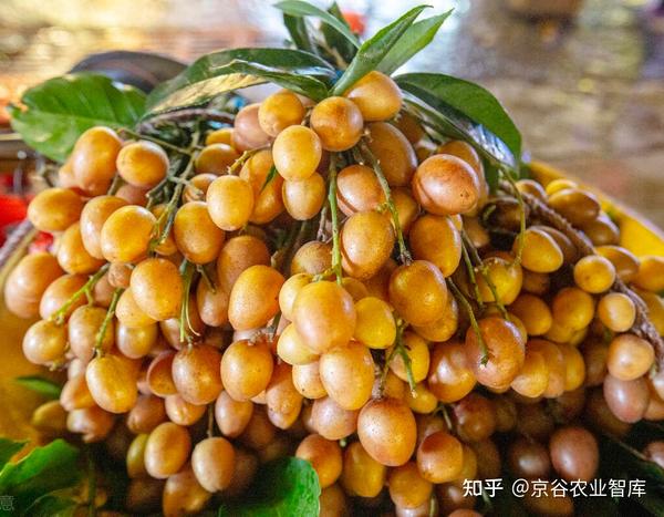 “果中之宝”黄皮，既是夏日消暑水果，也是食疗珍品！ - 知乎