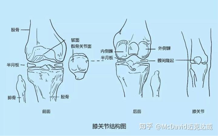 髌骨带类似圆环状,通常其绑定的部位是膝关节髌骨下方的位置,这个部位