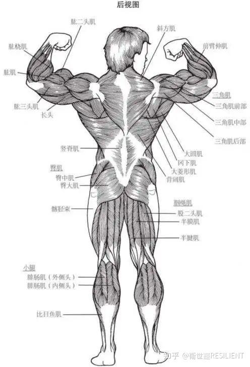 人體有600多塊獨立的肌肉,但制定健身基礎計劃,我們只需要著重在某些