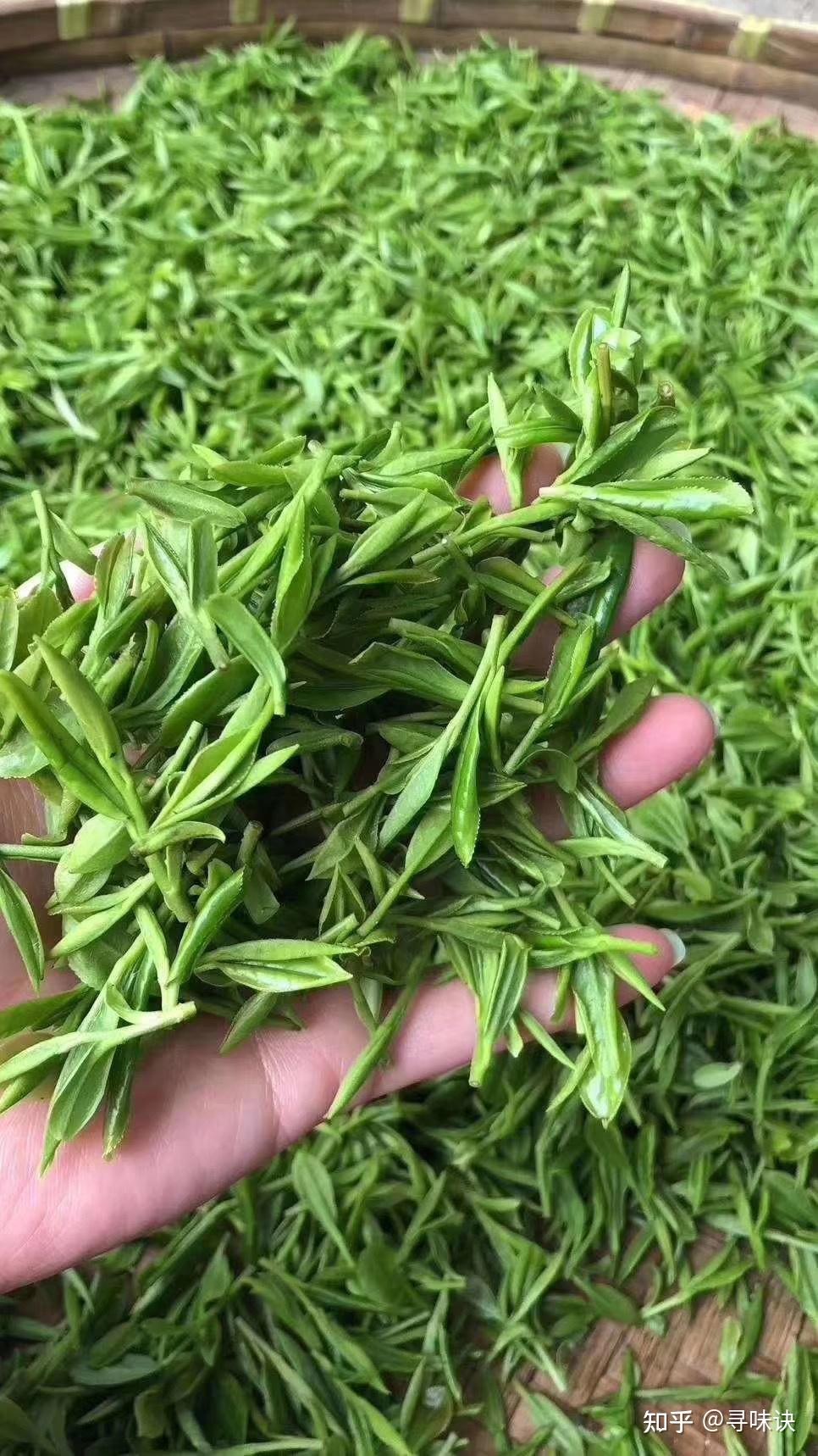 寻味诀第四集——苏州碧螺春