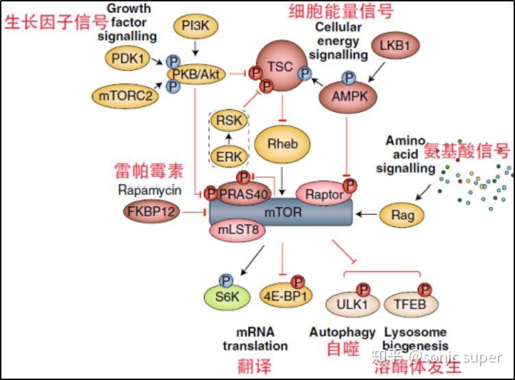 2.mtorc1被激活后发生什么?