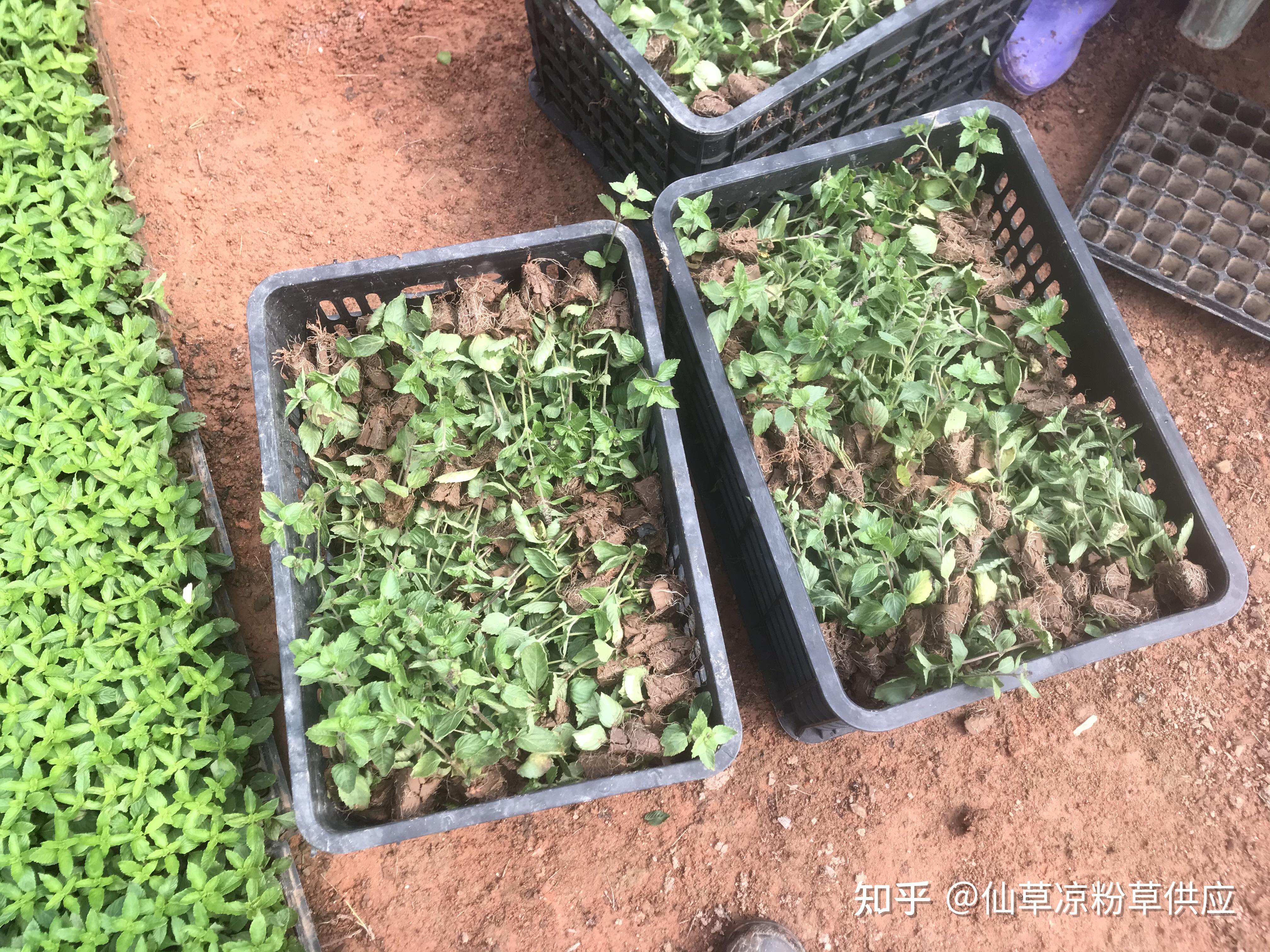 武平凉粉草(仙草)