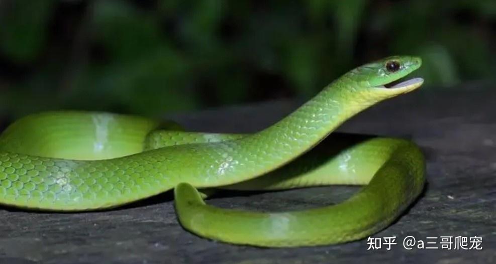 这些非常好看绿色的蛇你见过几种