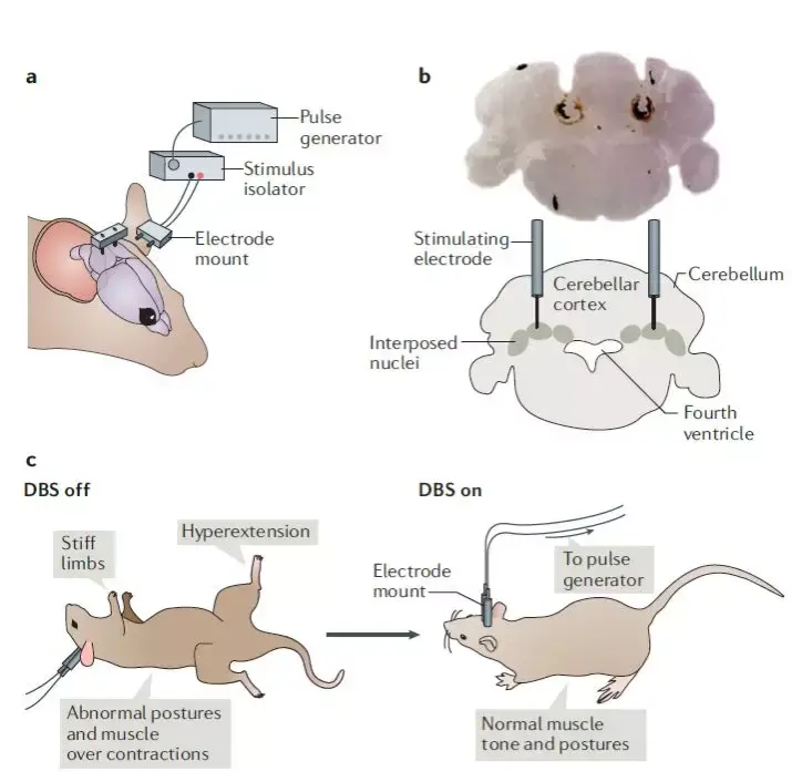 图五:对小鼠的小脑进行深部脑刺激:图b显示了刺激电极相对于上皮层和