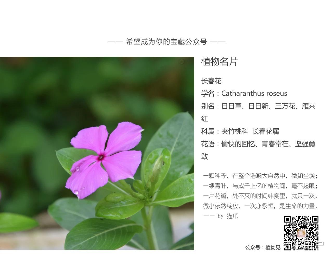 有种过长春花的人吗? - 知乎