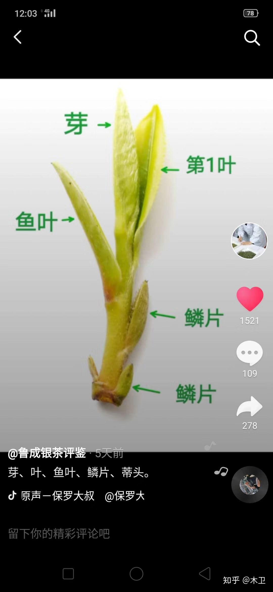 有没有人知道关于茶叶的知识,区分鳞片,鱼叶,真叶的? - 知乎