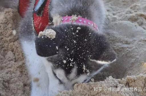 怎么看小狗有没有病 v2-be49060b587f21f34877003c5e9bcc59_r.jpg