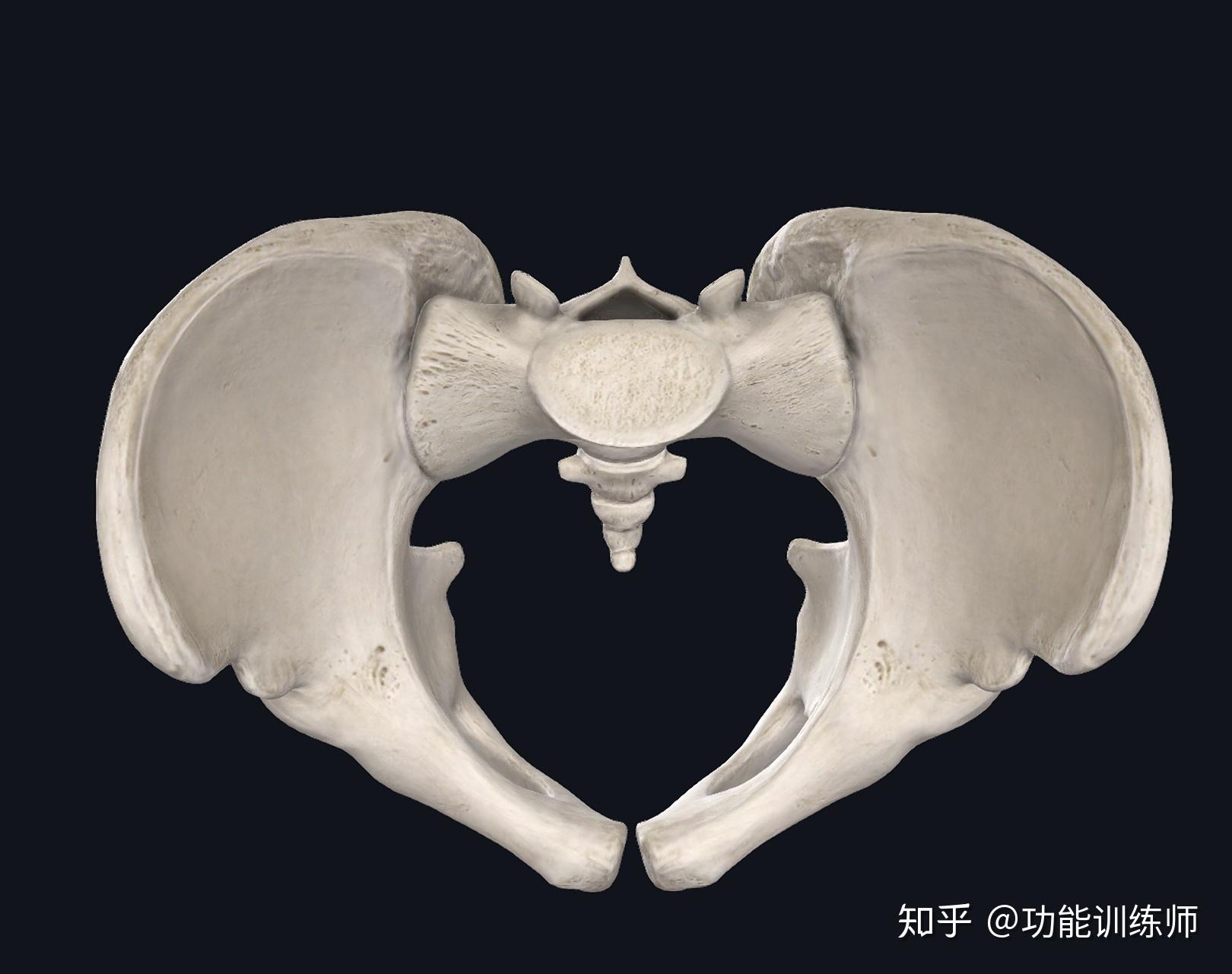 平躺完全不會硌到骶骨骶骨角比較小,骶骨整體相對垂直地面,尾骨內嵌不