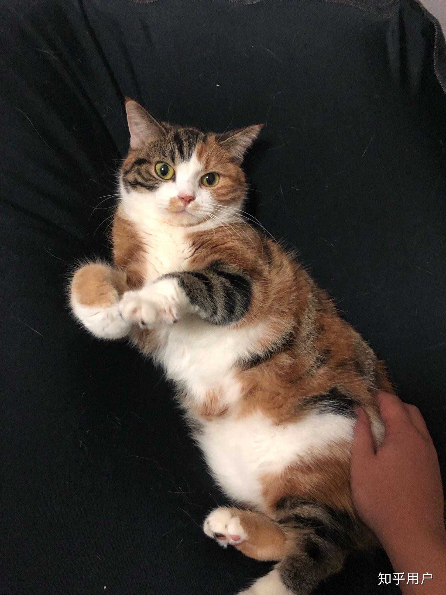 最好看的三花猫长什么样子