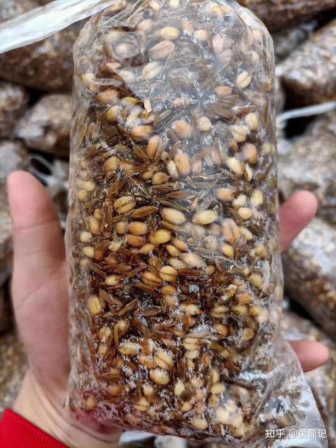 做羊肚菌不懂营养袋难怪亏本营养袋制作技术详解