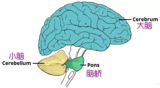 小脑形状图片