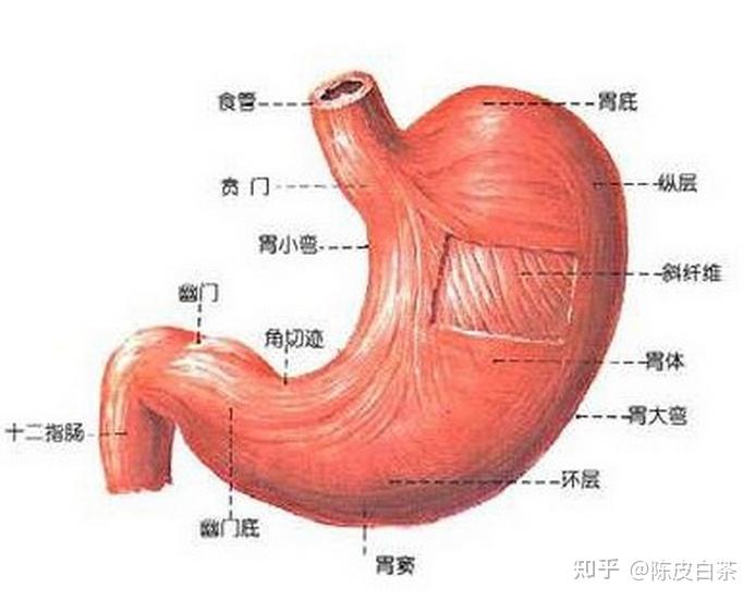脏腑与经络--胃与足阳明经 - 知乎