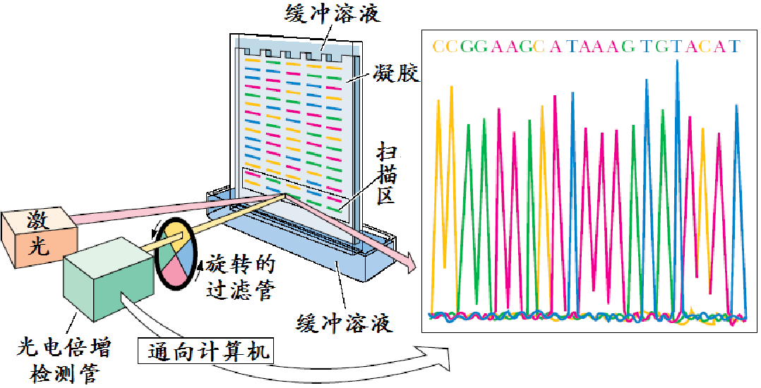 分析特定 DNA 片段的碱基序列——DNA 测序方法概述 - 知乎