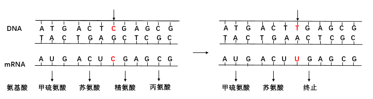 同义突变:在基因编码序列中,发生了一个碱基取代,但因为密码子简并性