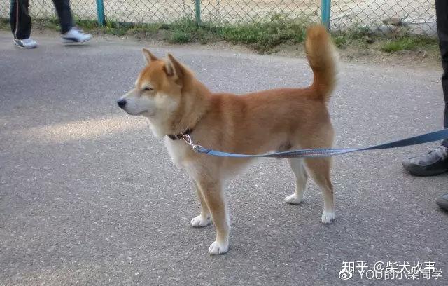 纯正柴犬的尾巴原来长这样！！！ 知乎 6671