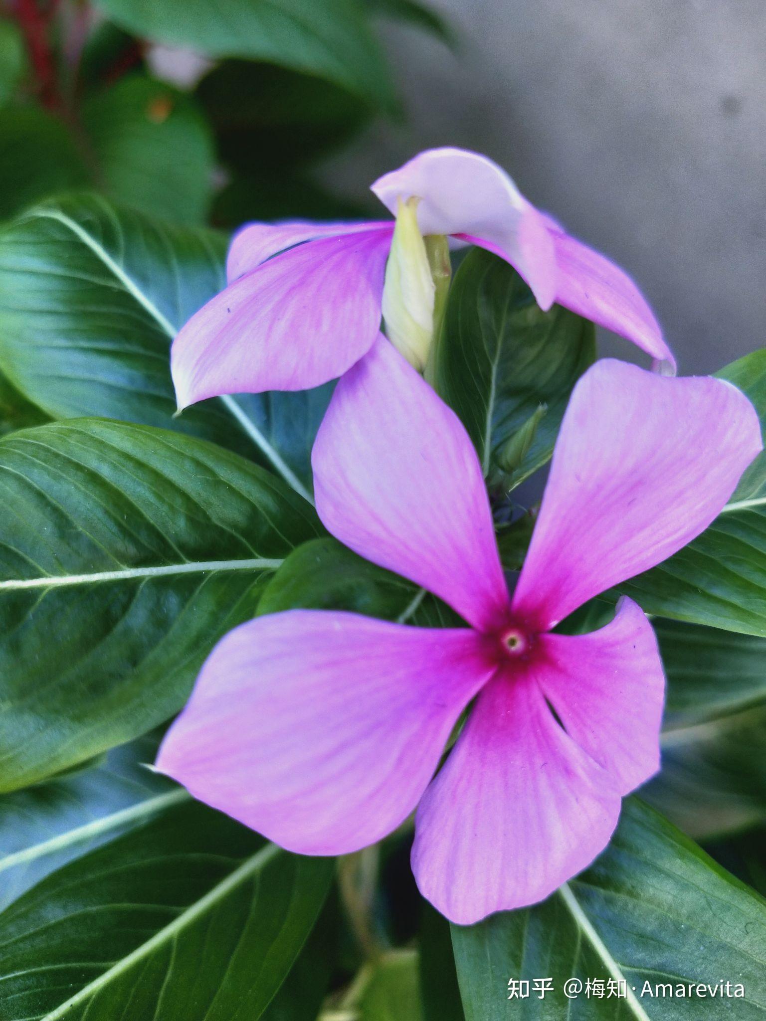 长春花七月三十日2021年365日一日七话题