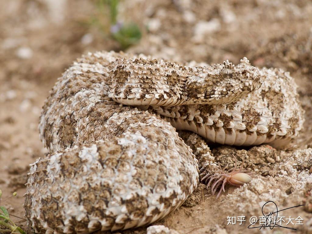 动物篇45爬行纲蛇目中