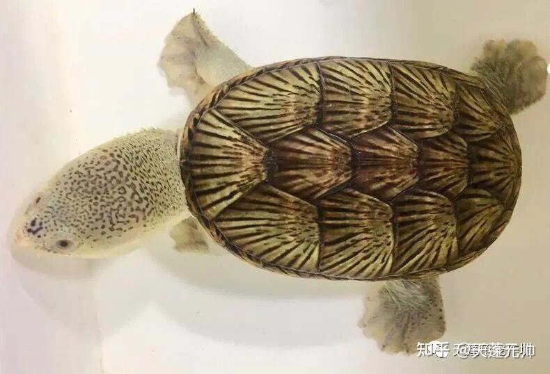 蛋龟之王华丽暴君窄桥麝香龟