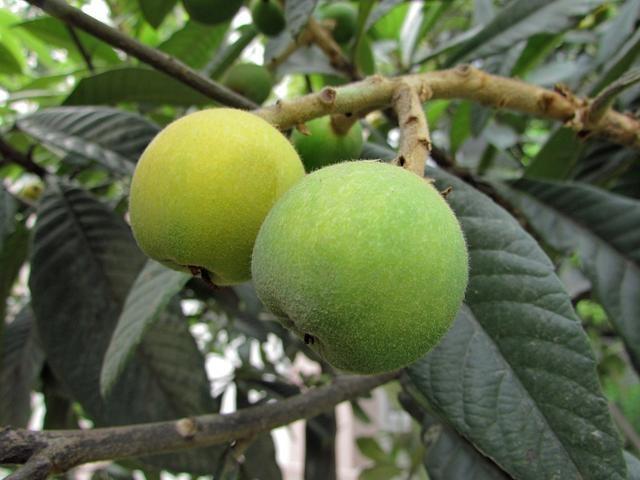 每天了解一种食材芦橘