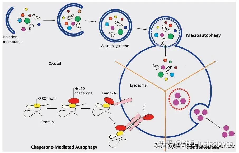癌细胞中自噬的相反作用—维持生存和促进死亡（Part 1） - 知乎