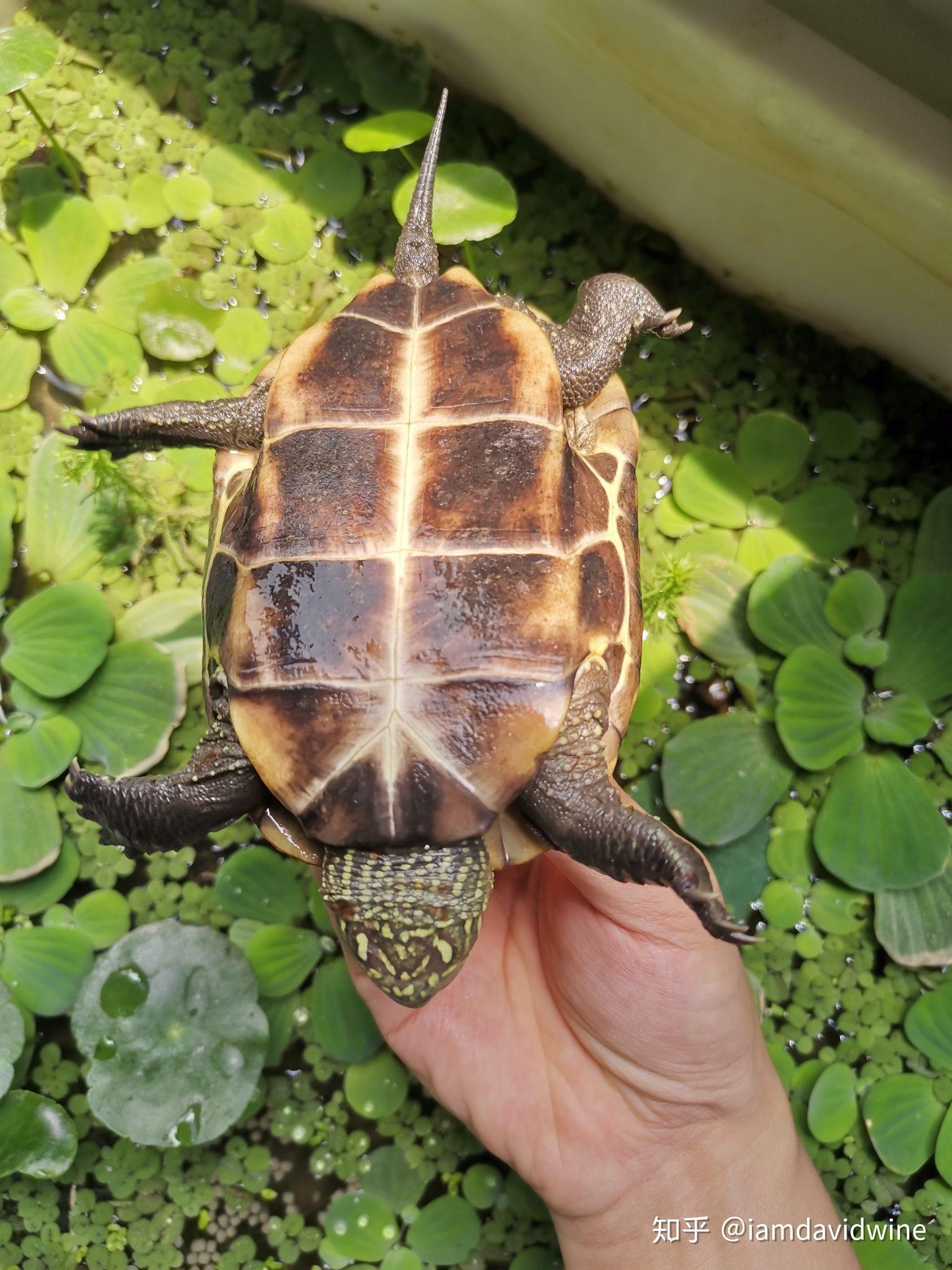 巴西龟的养殖技术 巴西龟的养殖方法_我的网站