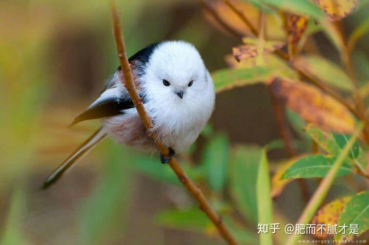 你见过哪些极美的生物? - 知乎