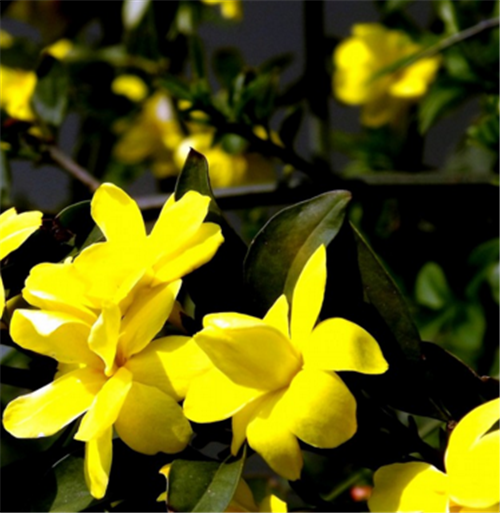 常见的的庭院花卉种类 知乎