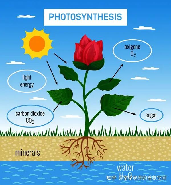 科学芳疗 芳疗师必备知识点 了解 植物的构造与新陈代谢 知乎