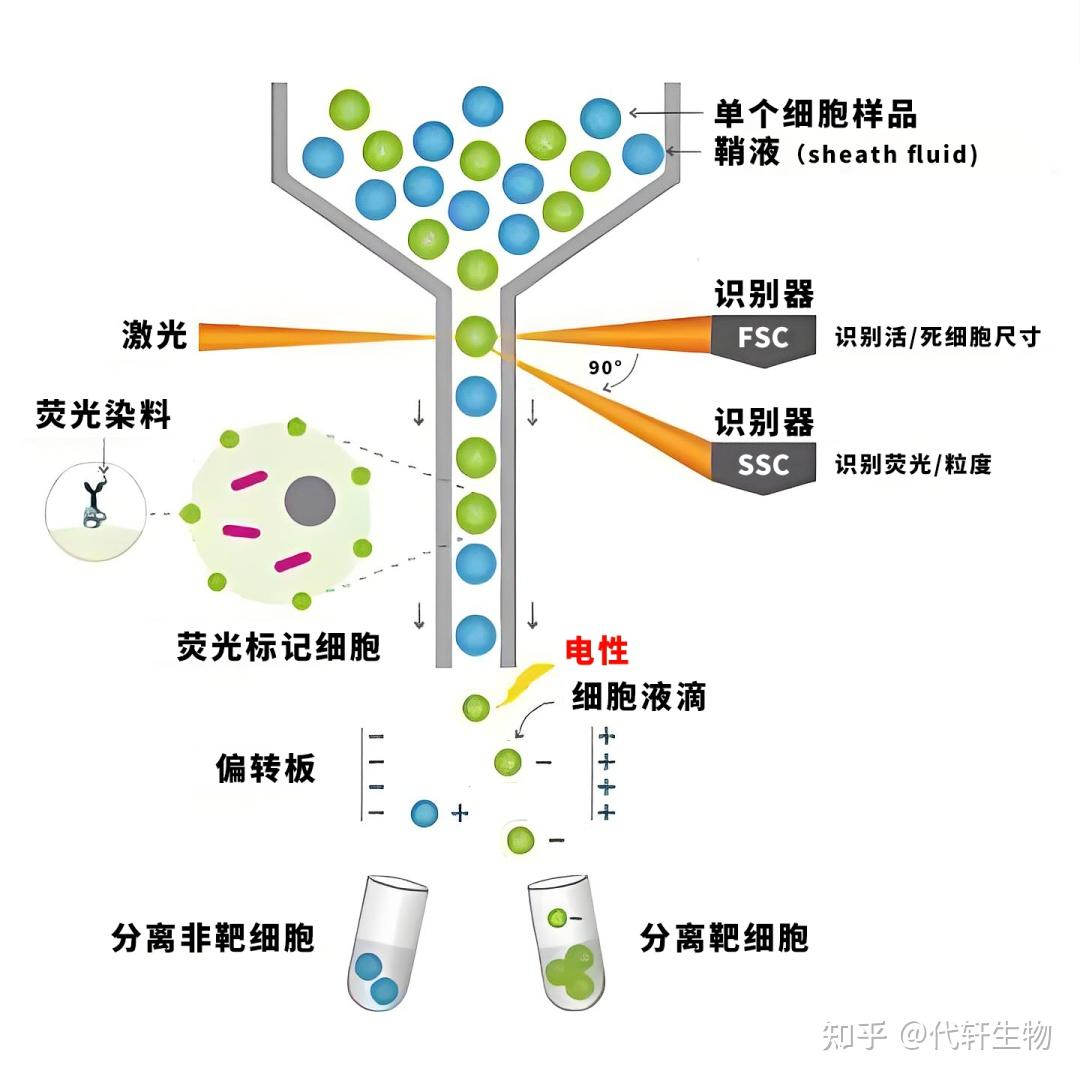 细胞分选技术:流式分选与磁珠分选全面解析 - 知乎