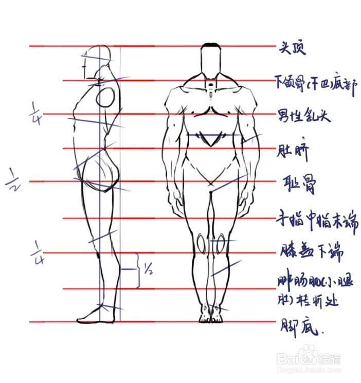 美术集网校—教你如何准确把握人体比例,画出生动速写!
