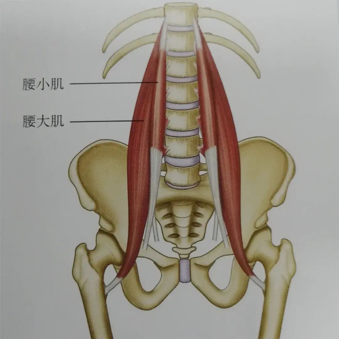 腰肌是指哪块肌?2个动作帮你测试它是紧张还是无力!