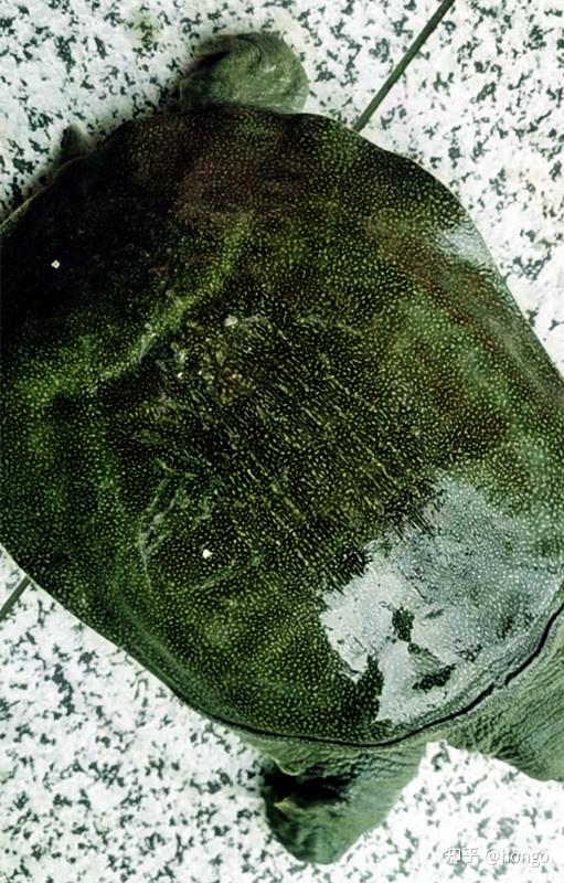 绿背绿壳甲鱼是什么品种? - 知乎