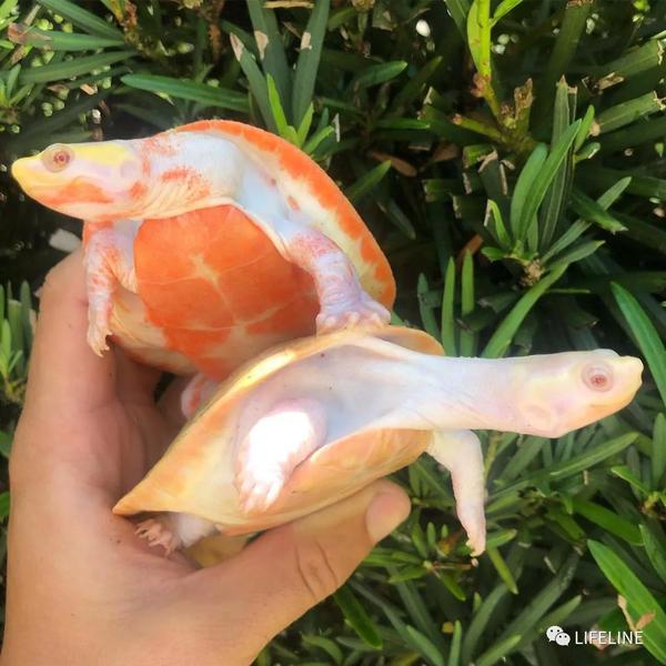 圆澳龟/红腹侧颈龟:锦衣夜行的歪脖杀