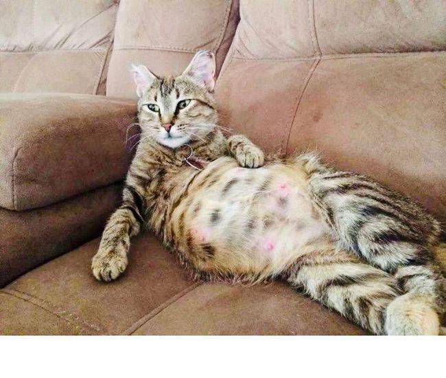 猫咪肚子变得圆鼓鼓原因并不简单 - 知乎