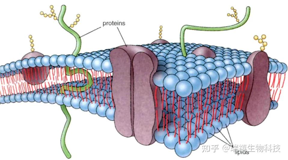 细胞膜仿生胶束纳米颗粒/细胞膜和线粒体双靶向紫杉醇纳米胶束 - 知乎