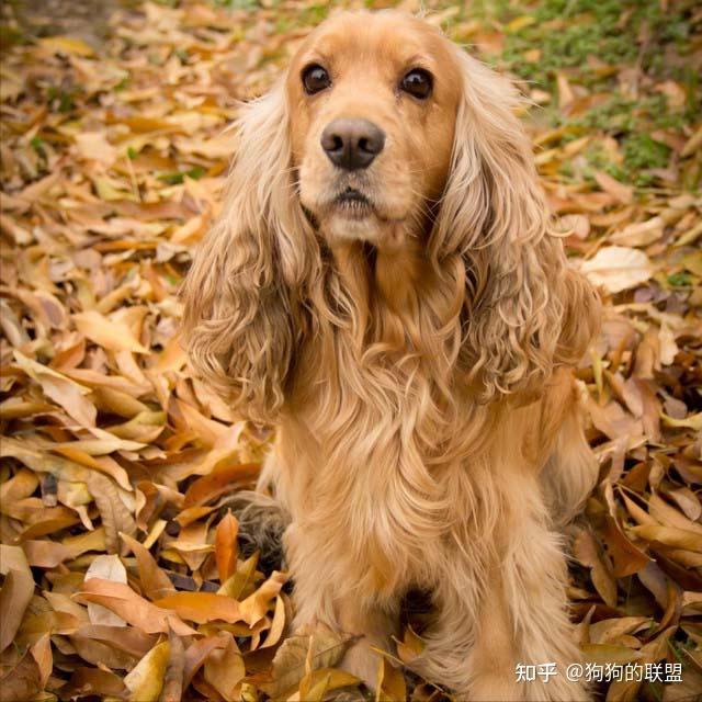 这样优秀的“可卡犬”，你确定真的不心动吗？ - 知乎