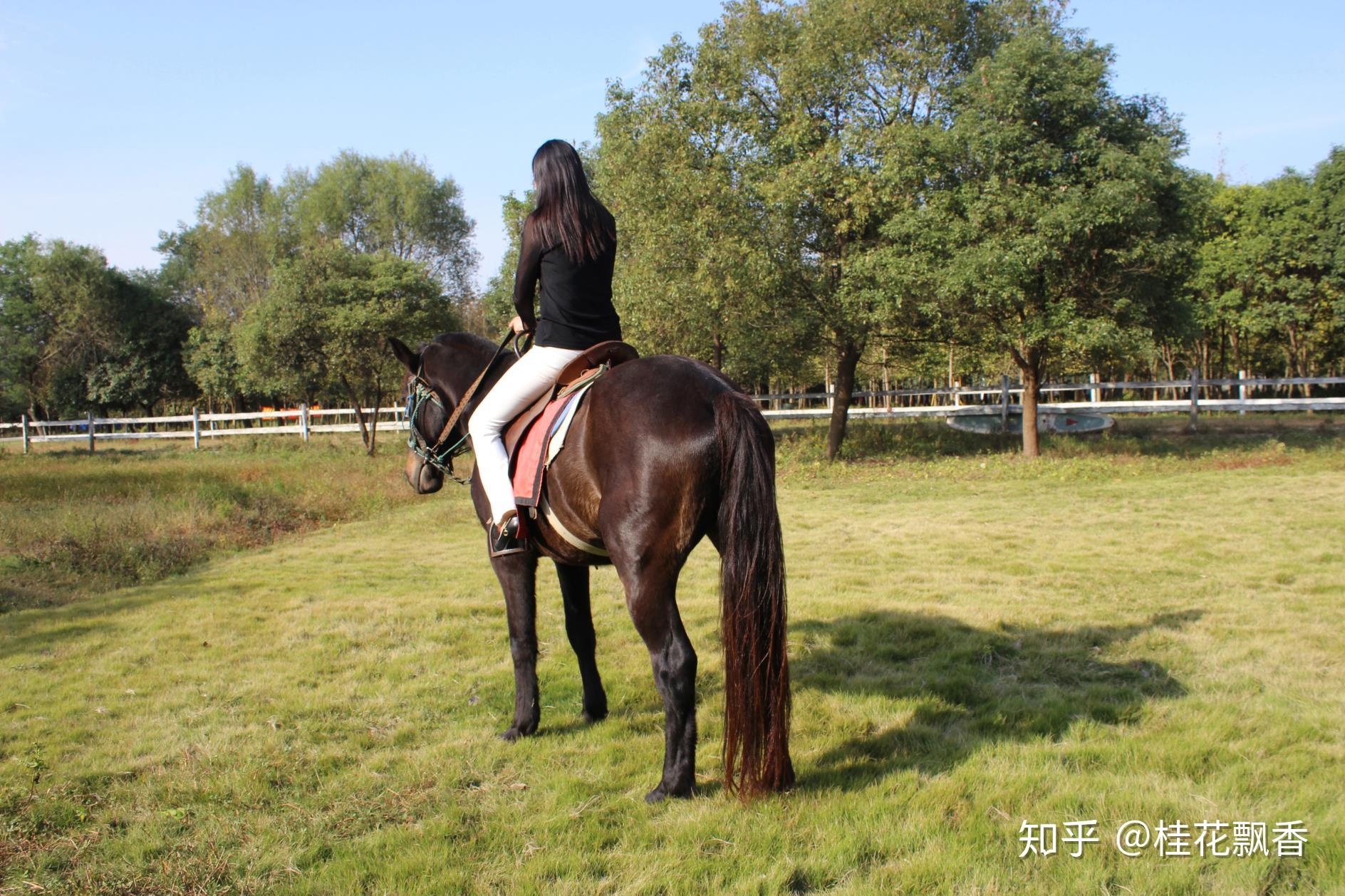 旅游景区的生马正在驯骑它