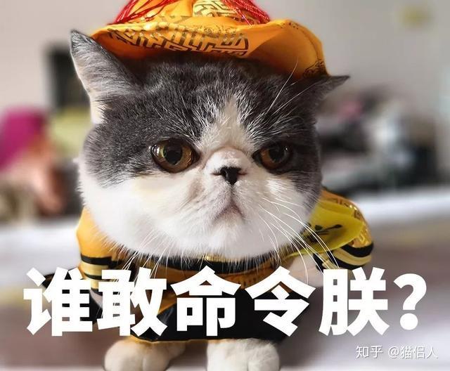 猫之哲学有多少人的梦想是当一只小猫咪