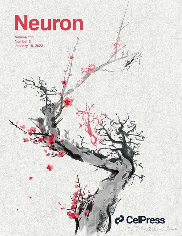 Neuron︱收藏！2023年期刊封面文章汇总 - 知乎