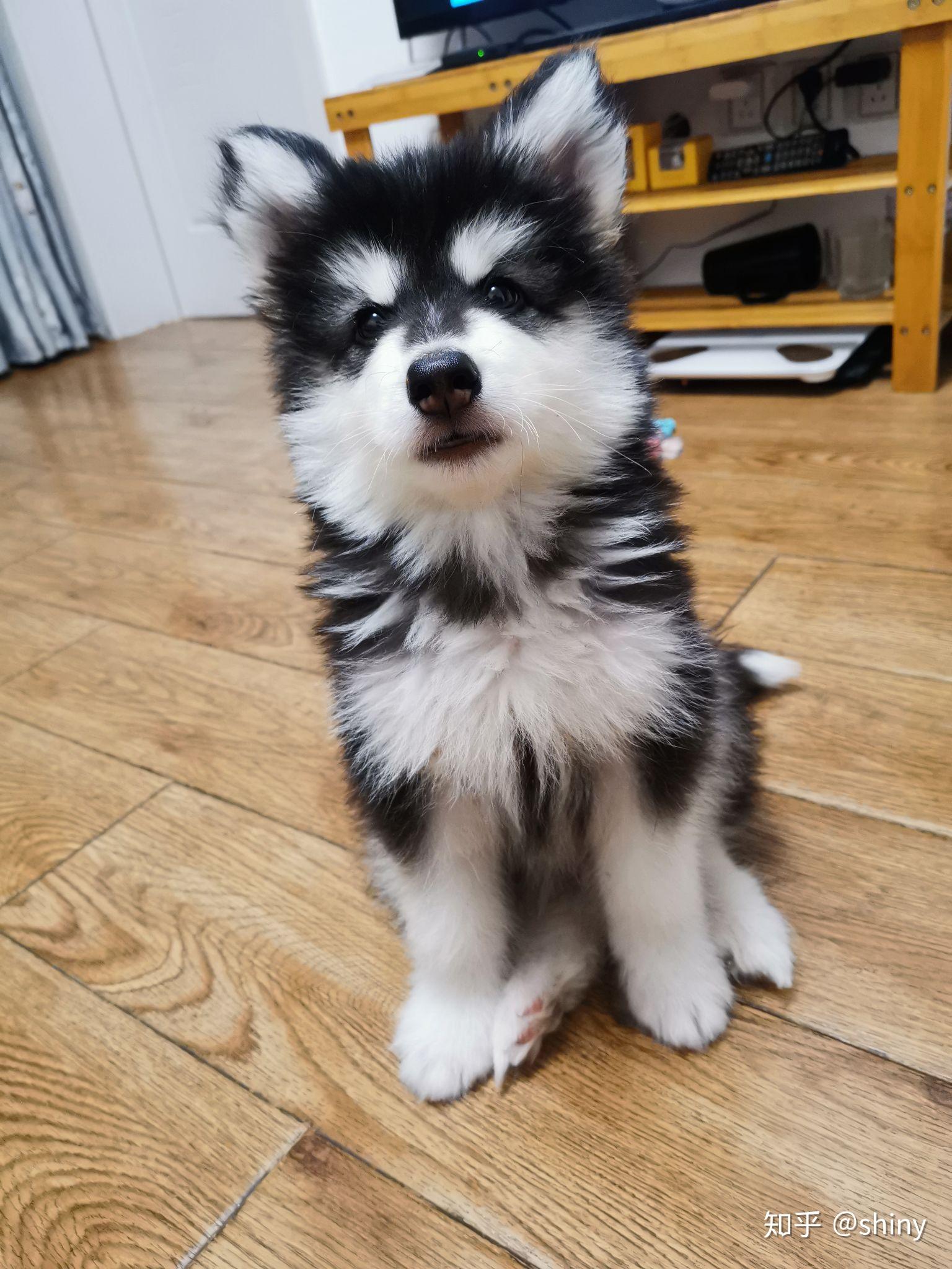 无偿领养4个月阿拉斯加