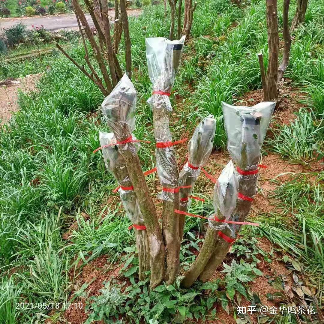 油茶树嫁接茶花映山红嫁接杜鹃娄底站