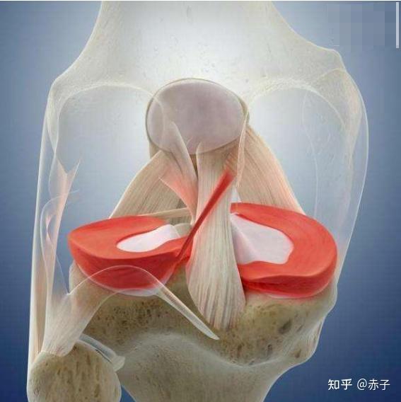 左膝内侧半月板图片