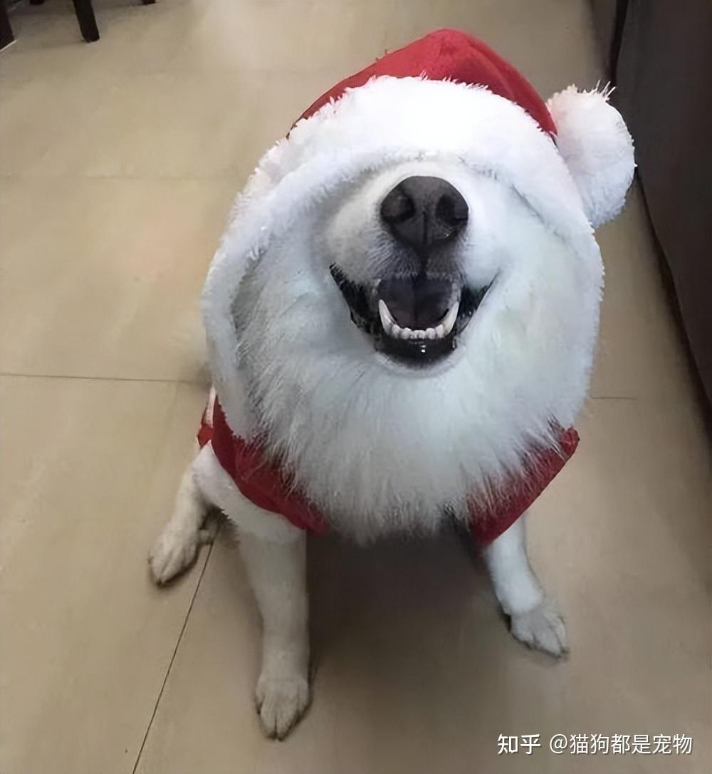 狗狗智商排行榜：最“聪明” 的狗和最“愚蠢” 的狗，你养了吗？ - 知乎