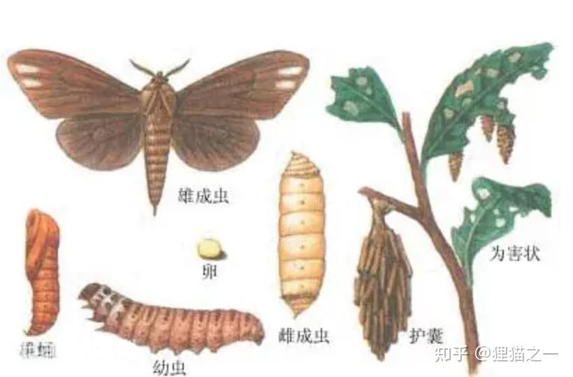 男子发现诡异小虫,身体像树枝,头能缩起来?老百姓称其为“吊死鬼”,网友:30年没见了! - 知乎