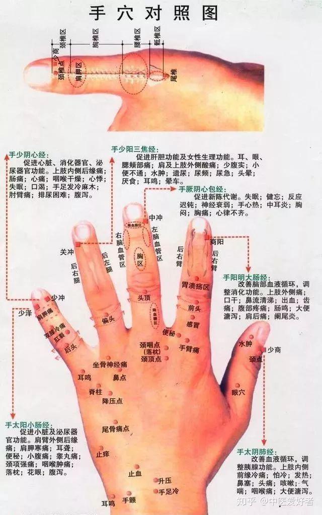 手指的部位名称解释图图片