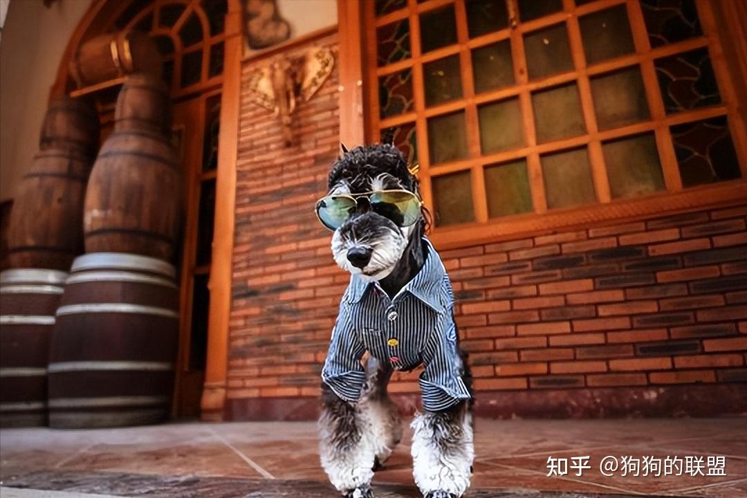 盘点各品种"狗狗"的优缺点,看完还有想养的冲动吗? - 知乎