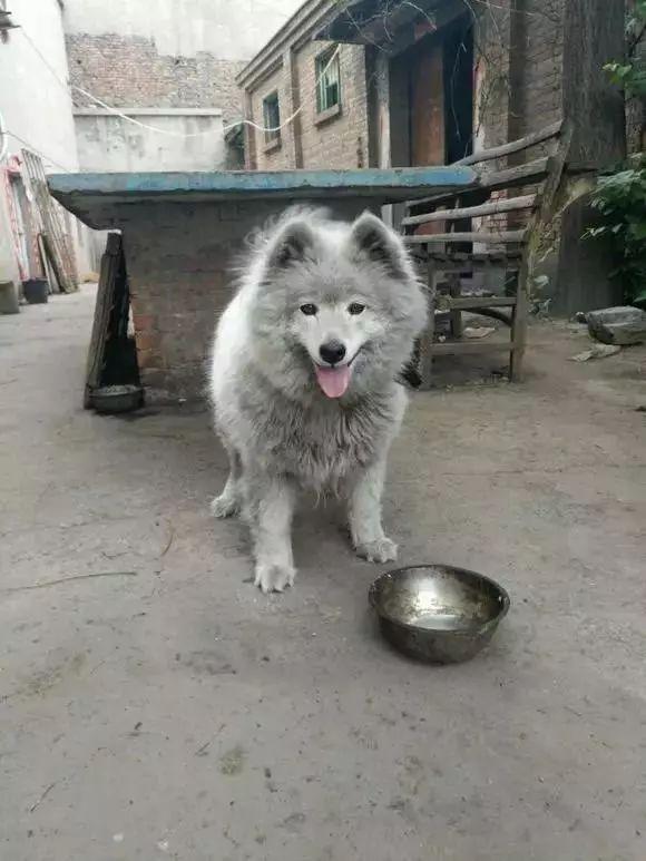 我在路边用500块买了一条灰色萨摩耶