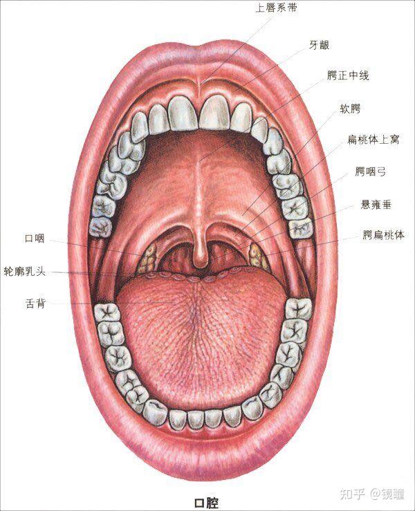 口腔黏膜结构示意图图片